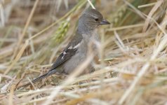 African Chaffinch 002.jpg