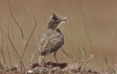 Crested Lark 010.jpg