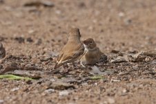 Thick-billed Lark 001.jpg