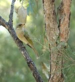 DSC03573 Fuscous Honeyeater @ Windsor Downs bf.jpg