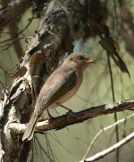 DSC03584 Fuscous Honeyeater @ Windsor Downs bf.JPG