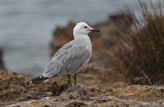 Audouin's Gull 001.jpg