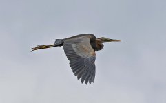 Purple Heron 002.jpg