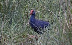 Western Swamphen 005.jpg