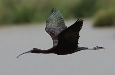 Glossy Ibis 004.jpg