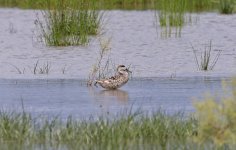 Marbled Teal 005.jpg