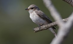 Mediterranean Flycatcher 002.jpg