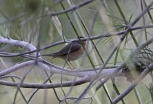 Moltoni's Warbler 001.jpg