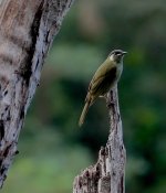 DSC03633 Lewin's Honeyeater @ Mowbray Park bf.jpg