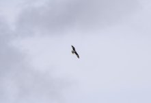 20240408 - Distant Osprey at Backwater .jpg