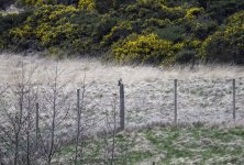 20240408 - SEO on the fence looking right - crop.jpg