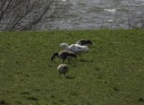 20240407 - Special Greylag and friends at Gartmorn.jpg