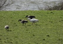 20240407 - Special Greylag at Gartmorn.jpg