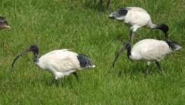 DSC03706 Australian Ibis @ Mowbray Park bf.jpg