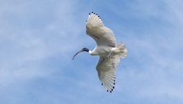 DSC03699 Australian Ibis @ Mowbray Park bf.jpg