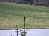 20240410 - That Buzzard at Backwater - zoom.jpg