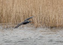 Cormorant for I.D..jpg