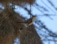 black capped social weaver.JPG