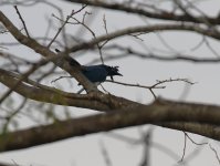 bt magpie jay.JPG