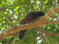 Purplish Jay 2 Crop.JPG