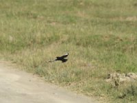 Anteater Chat Flying.JPG