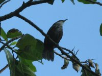 Streak-breasted Scimitar-Babbler Crop.jpg