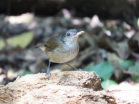 Horsfields Babbler comp.jpeg