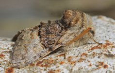 Nut-tree Tussock 002.jpg