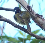 DSC03783 White-eared Honeyeater @ Red Hill bf.jpg