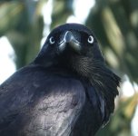 DSC03764 Australian RAven @ Red Hill bf.jpg