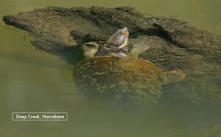DSC03793 Turtle @ Deep Creek bf.jpg
