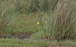 Blue-headed Wagtail 001.jpg