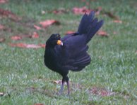 Black Curassow 91 Crop.JPG