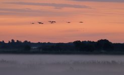 Common Crane 001.jpg