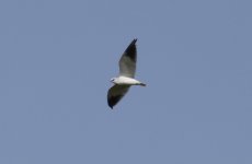 Black-winged Kite 010.jpg