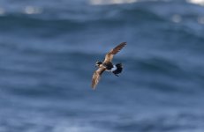 European Storm-petrel 007.jpg