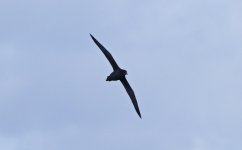 Sooty Shearwater 009.jpg