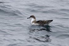 Great Shearwater 07.jpg