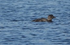 DSC03854 Musk Duck @ Long Reef bf.jpg