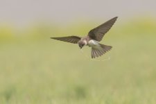 sand martin 14.jpg