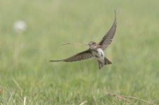 sand martin 15.jpg