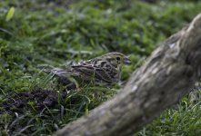 20240416 - Yellowhammer female in the garden.jpg