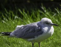 20240415 - Common Gull in the garden - full side.jpg