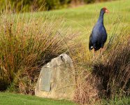 DSC03870 Austalisan Swamphen @ Long Reef GC bf.jpg