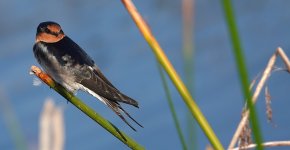 DSC03862 Welcome Swallow @ Long Reef GC bf.jpg