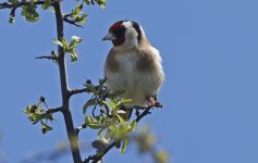 Goldfinch 001.jpg