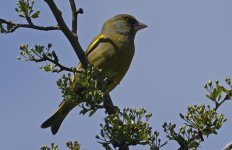 Greenfinch 002.jpg