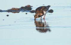 DSC03902 Ruddy Turnstone @ Long Reef bf.jpg