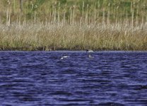 20240419 - Trio of Shovelers at Loch of Kinnordy.jpg