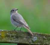 Black redstart.jpg